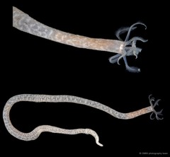 Synaptula reticulata•&copy; CMBS photography team•All Rights Reserved