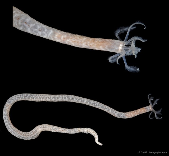 Synaptula reticulata•&copy; CMBS photography team•All Rights Reserved