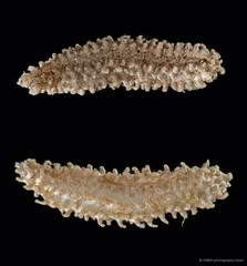 Actinocucumis sp. "325f7a96"•&copy; CMBS photography team•All Rights Reserved