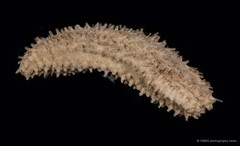 Actinocucumis sp. "325f7a96"•&copy; CMBS photography team•All Rights Reserved