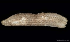 Actinocucumis typica•&copy; CMBS photography team•All Rights Reserved