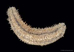 Actinocucumis typica•&copy; CMBS photography team•All Rights Reserved