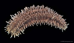 Actinocucumis typica•&copy; CMBS photography team•All Rights Reserved