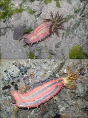 Colochirus quadrangularis•&copy; Ria Tan•All Rights Reserved