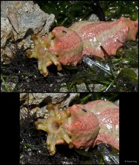Colochirus quadrangularis•&copy; Rene Ong•All Rights Reserved