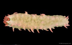 Colochirus quadrangularis•&copy; CMBS photography team•All Rights Reserved