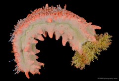 Colochirus quadrangularis•&copy; CMBS photography team•All Rights Reserved