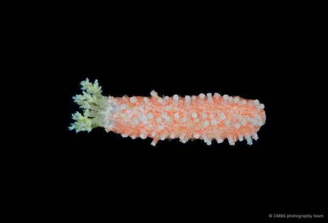 Plesiocolochirus sp. "cf. australis"•&copy; CMBS photography team•All Rights Reserved