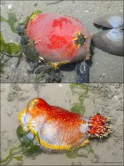 Pseudocolochirus violaceus•&copy; Ria Tan•All Rights Reserved