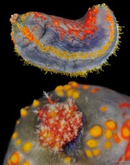 Pseudocolochirus violaceus•&copy; Arthur Anker•All Rights Reserved