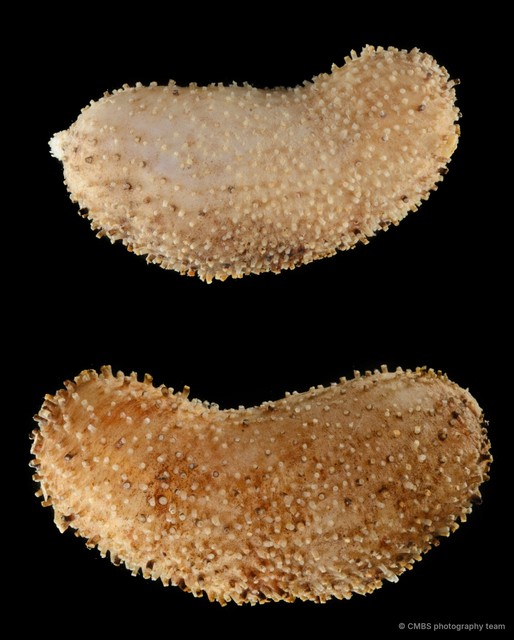 Phyllophorella kohkutiensis•&copy; CMBS photography team•All Rights Reserved