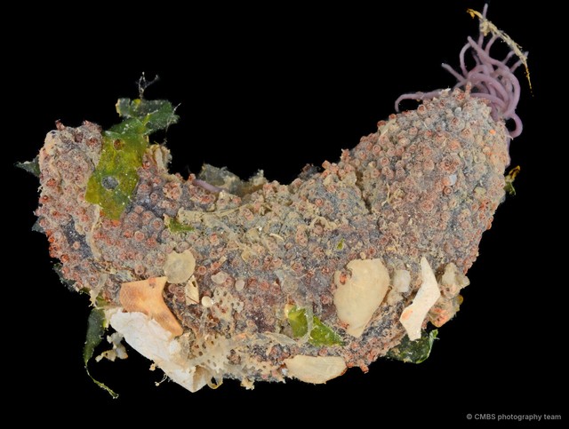 Thyone sp. "JS-2783"•&copy; CMBS photography team•All Rights Reserved