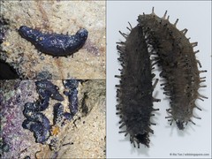 Afrocucumis africana•&copy; Ria Tan•All Rights Reserved