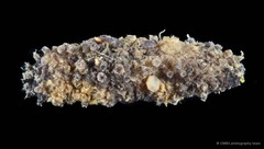 Afrocucumis africana•&copy; CMBS photography team•All Rights Reserved