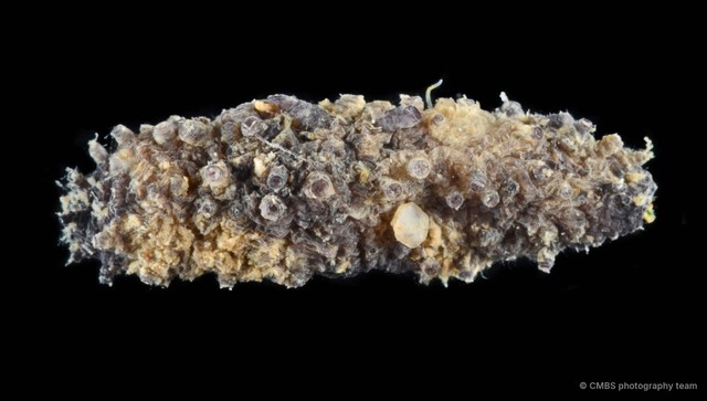 Afrocucumis africana•&copy; CMBS photography team•All Rights Reserved