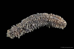 Afrocucumis africana•&copy; CMBS photography team•All Rights Reserved