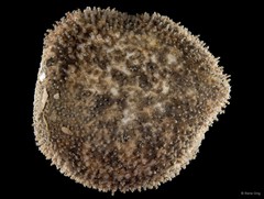 Globosita sp. "SEA-6085"