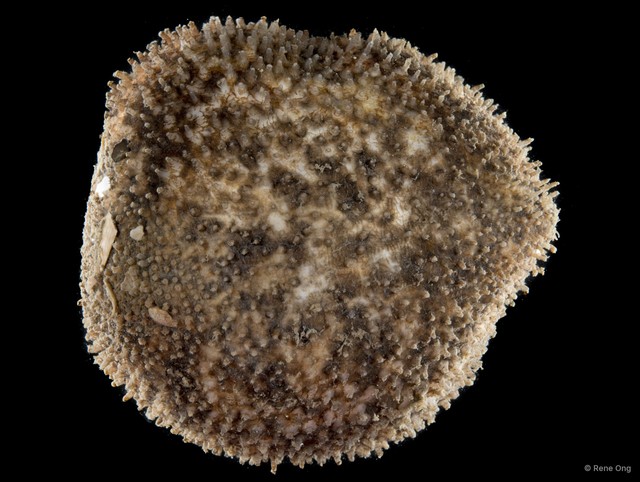 Globosita sp. "SEA-6085"•&copy; Rene Ong•All Rights Reserved