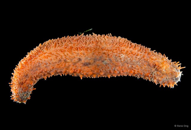 Havelockia sp. "INT-1030"•&copy; Rene Ong•All Rights Reserved