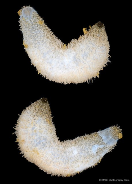 Havelockia sp. "JS-0026"•&copy; CMBS photography team•All Rights Reserved