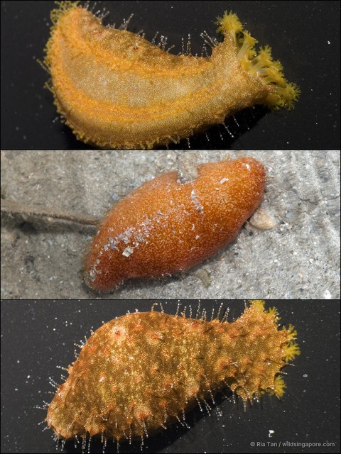 Actinopyga sp. "dc50f39e"•&copy; Ria Tan•All Rights Reserved