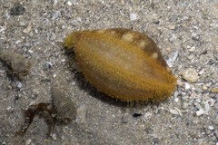 Actinopyga lecanora•&copy; Ria Tan•All Rights Reserved