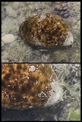 Actinopyga lecanora•&copy; Rene Ong•All Rights Reserved