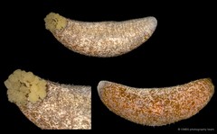 Actinopyga lecanora•&copy; CMBS photography team•All Rights Reserved