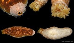 Actinopyga lecanora•&copy; CMBS photography team•All Rights Reserved