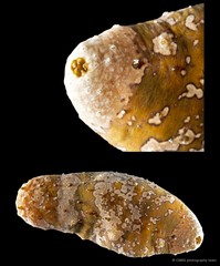 Actinopyga lecanora•&copy; CMBS photography team•All Rights Reserved