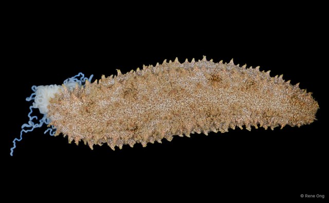 Holothuria (Metriatyla) sp. "JS-0021"•&copy; Rene Ong•All Rights Reserved