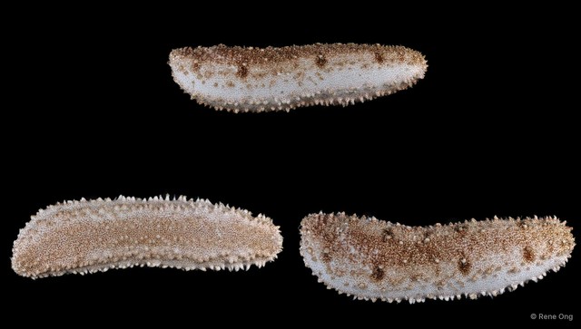 Holothuria (Metriatyla) sp. "JS-1807"•&copy; Rene Ong•All Rights Reserved