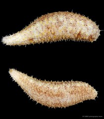 Holothuria (Mertensiothuria) sp. "SS-3302"•&copy; CMBS photography team•All Rights Reserved