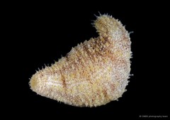 Holothuria (Mertensiothuria) sp. "SS-3302"•&copy; CMBS photography team•All Rights Reserved