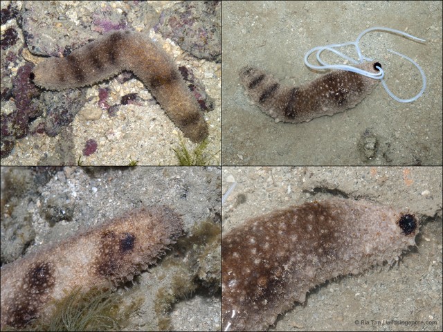 Holothuria (Stauropora) fuscocinerea•&copy; Ria Tan•All Rights Reserved
