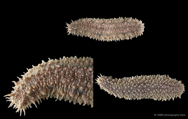 Holothuria (Metriatyla) martensii•&copy; CMBS photography team•All Rights Reserved