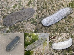 Holothuria (Metriatyla) scabra•&copy; Ria Tan•All Rights Reserved