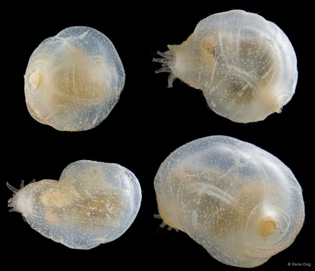 Acaudina sp. "SEA-8575"•&copy; Rene Ong•All Rights Reserved