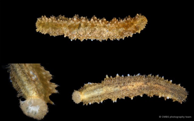 Stichopus sp. "SS-2415"•&copy; CMBS photography team•All Rights Reserved