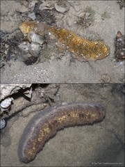 Stichopus ocellatus Massin, Zulfigar, Hwai & Boss, 2002