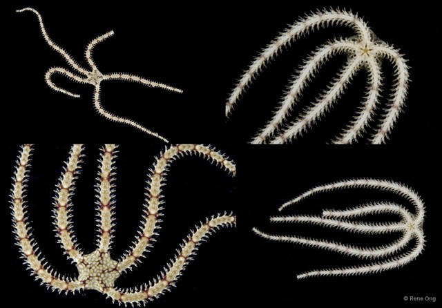 Ophiuroidea sp. "Brittle star 1"•&copy; Rene Ong•All Rights Reserved