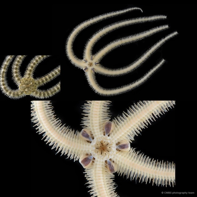 Ophiuroidea sp. "Brittle star 10"•&copy; CMBS photography team•All Rights Reserved