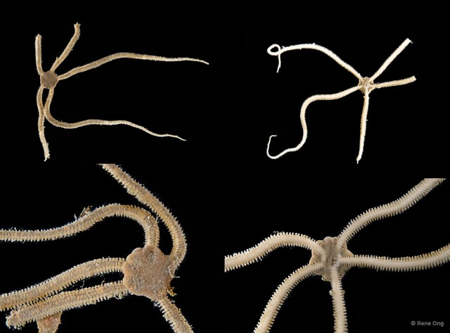 Ophiuroidea sp. "Brittle star 11"•&copy; Rene Ong•All Rights Reserved