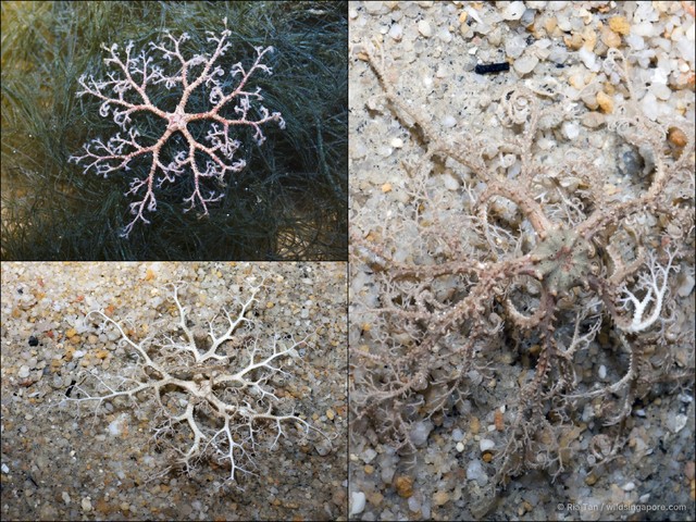 Ophiuroidea sp. "Brittle star 12"•&copy; Ria Tan•All Rights Reserved