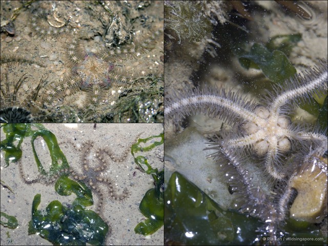 Ophiuroidea sp. "Brittle star 13"•&copy; Ria Tan•All Rights Reserved
