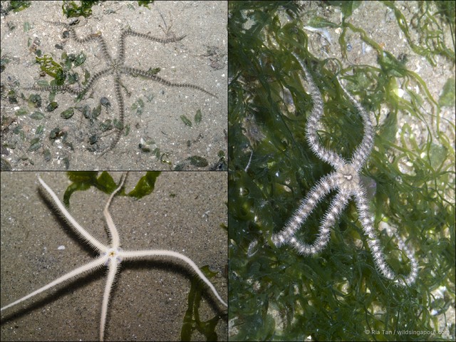 Ophiuroidea sp. "Brittle star 14"•&copy; Ria Tan•All Rights Reserved