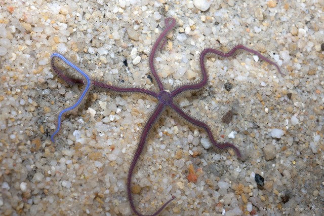 Ophiuroidea sp. "Brittle star 16"•&copy; Ria Tan•All Rights Reserved