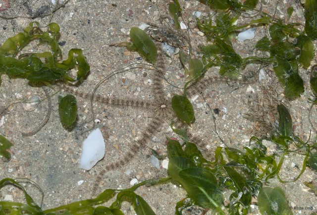 Ophiuroidea sp. "Brittle star 17"•&copy; Rene Ong•All Rights Reserved