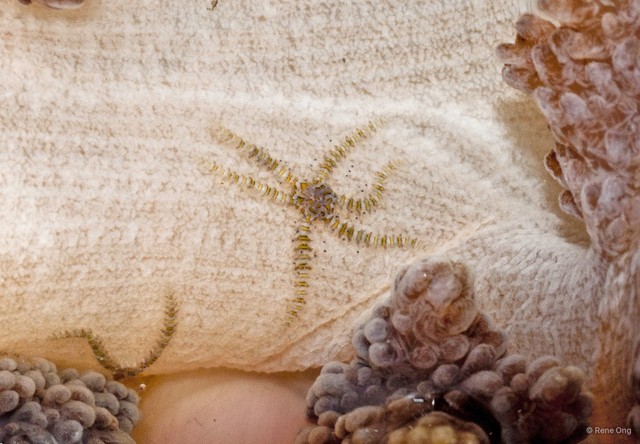 Ophiuroidea sp. "Brittle star 19"•&copy; Rene Ong•All Rights Reserved