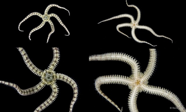 Ophiuroidea sp. "Brittle star 2"•&copy; Rene Ong•All Rights Reserved